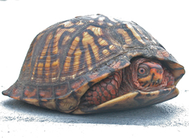 Box Turtle